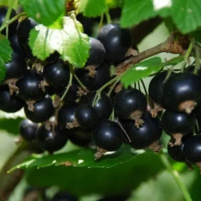 Смородина черная ГЛОБУС  Смородина черная ГЛОБУС в Тамбове