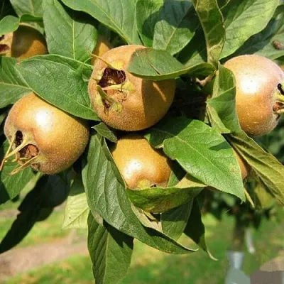 МУШМУЛА  в Тамбове