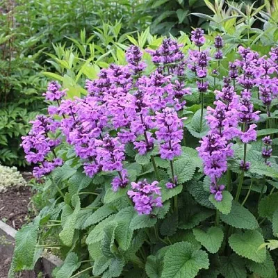 Буквица крупноцветковая в Тамбове