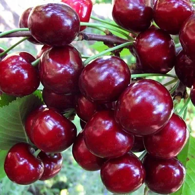 Вишня ЖУКОВСКАЯ  Вишня ЖУКОВСКАЯ в Тамбове