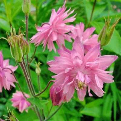 Аквилегия БАРЛОУ ПИНК гибрид МакКаны — описание сорта Аквилегия БАРЛОУ ПИНК гибрид МакКаны в Тамбове