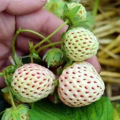 Клубника АНАНАСА ремонтантная в Тамбове