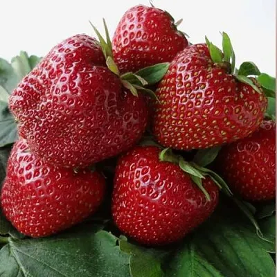 Клубника НАБИЛА  Клубника НАБИЛА в Тамбове