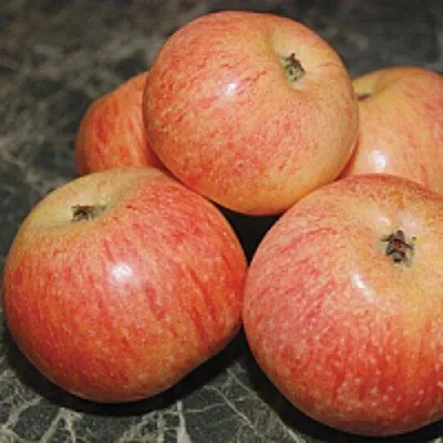 Яблоня КОНФЕТНОЕ в Тамбове