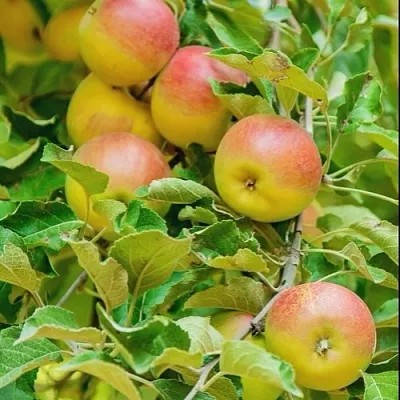 Яблоня ПАМЯТЬ БЛЫНСКОГО колонновидная в Тамбове