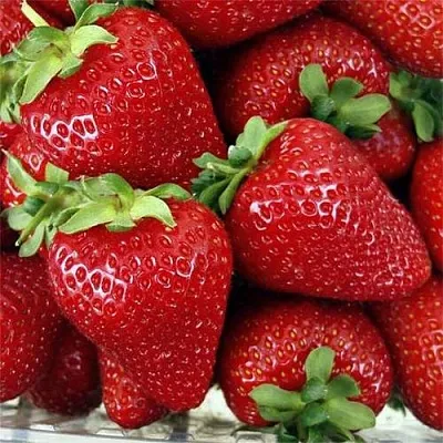 Клубника СКАЛА  Клубника СКАЛА в Тамбове