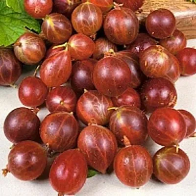 Крыжовник ОЛАВИ (ХИННОНМАЕН ПУНАЙНЕН)  Крыжовник ОЛАВИ (ХИННОНМАЕН ПУНАЙНЕН) в Тамбове