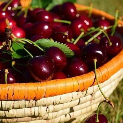 Вишня НЕСВИЖСКАЯ  Вишня НЕСВИЖСКАЯ в Тамбове