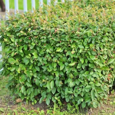 Кизильник блестящий — описание сорта Кизильник блестящий в Тамбове