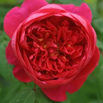 Саженцы роз БЕНДЖАМИН БРИТТЕН шраб  Саженцы роз БЕНДЖАМИН БРИТТЕН шраб в Тамбове