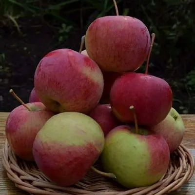 Яблоня РОДНИКОВАЯ в Тамбове