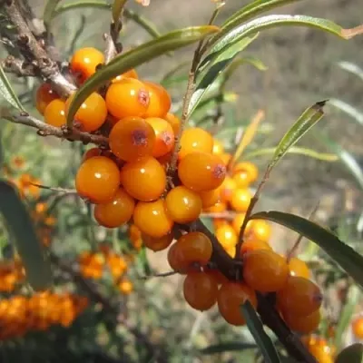 Облепиха СУДАРУШКА  Облепиха СУДАРУШКА в Тамбове