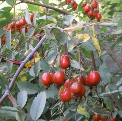 Саженцы роз сизая — описание сорта Саженцы роз сизая в Тамбове