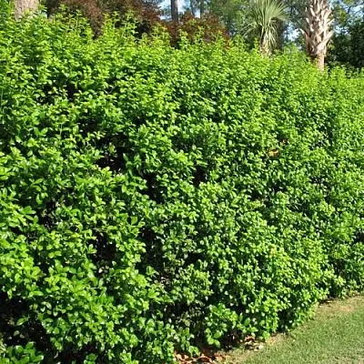 Живая изгородь  Живая изгородь в Тамбове