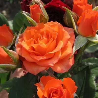 Саженцы роз АЛЕГРИЯ спрей  Саженцы роз АЛЕГРИЯ спрей в Тамбове