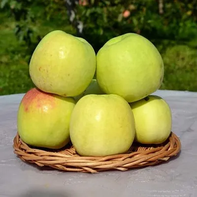 Яблоня БИРСКОЕ ГРУШЕВОЕ (БИЧИК) в Тамбове