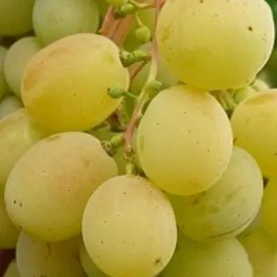 Виноград ТАЛИСМАН в Тамбове