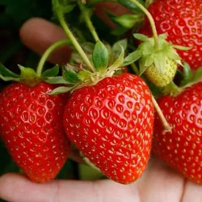 Клубника ПОРТОЛА ремонтантная  Клубника ПОРТОЛА ремонтантная в Тамбове