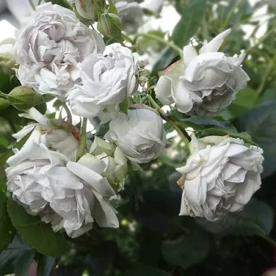 Саженцы роз ГРИЗЕЛИС шраб  Саженцы роз ГРИЗЕЛИС шраб в Тамбове