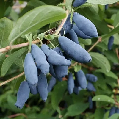 Жимолость съедобная ТОМИ японская  Жимолость съедобная ТОМИ японская в Тамбове
