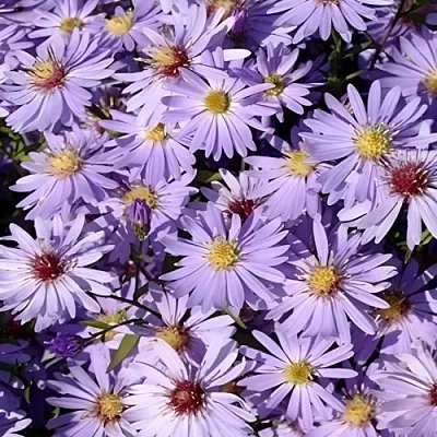 Астра БЛЮ ХЕВЕН сердцелистная в Тамбове