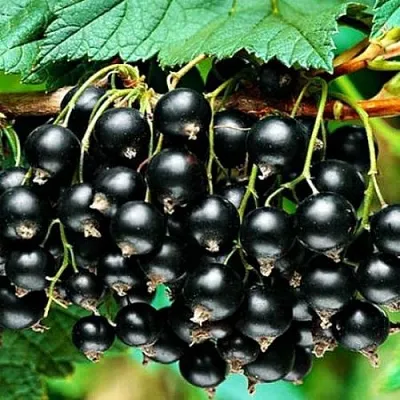 Смородина черная АТЛАНТ  Смородина черная АТЛАНТ в Тамбове