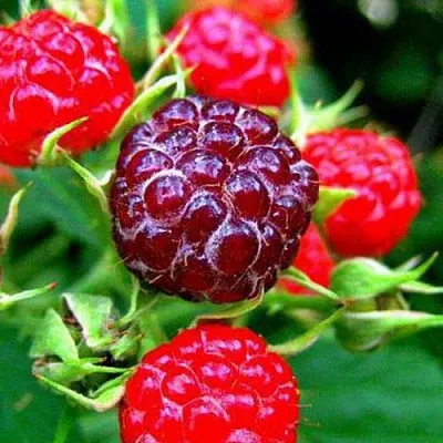 Княженика  Княженика в Тамбове