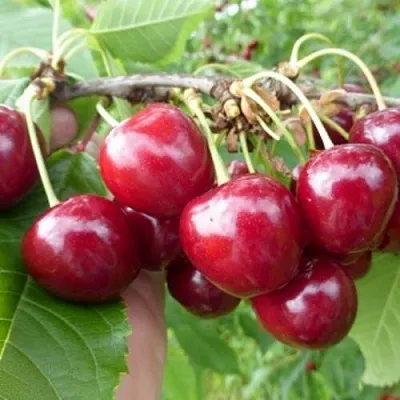 Вишня КОЛОННОВИДНАЯ  Вишня КОЛОННОВИДНАЯ в Тамбове