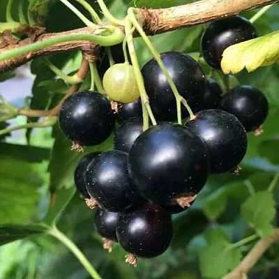 Смородина чёрная ДАБРАДЗЕЯ  Смородина чёрная ДАБРАДЗЕЯ в Тамбове