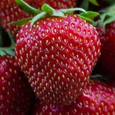 Клубника НАНДИ  Клубника НАНДИ в Тамбове