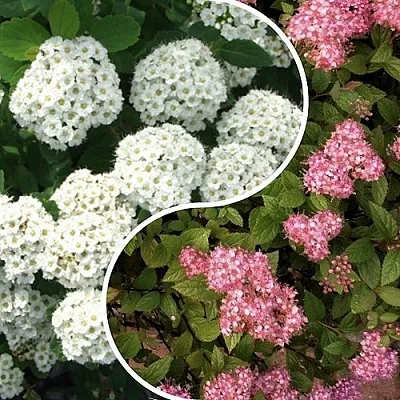 Комплект ТАЛАНТЛИВЫЙ САДОВОД в Тамбове