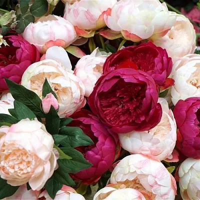 Пионы  Пионы в Тамбове