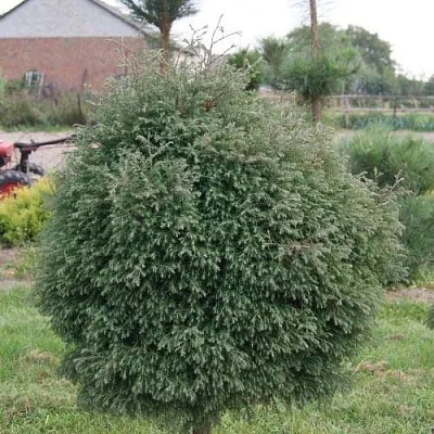 Туя вересковидная в Тамбове
