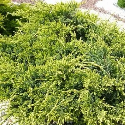 Можжевельник ГОЛД СТАР средний  Можжевельник ГОЛД СТАР средний в Тамбове