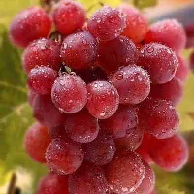 Ранние сорта  Ранние сорта в Тамбове