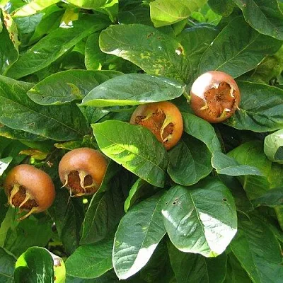 Экзотические растения  Экзотические растения в Тамбове