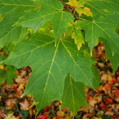 Клен сахарный  Клен сахарный в Тамбове