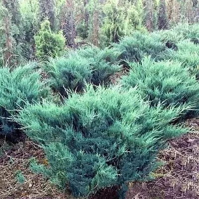 Можжевельник БЛЮ ДАНУБ казацкий  Можжевельник БЛЮ ДАНУБ казацкий в Тамбове