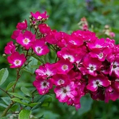 Саженцы роз МАРДЖОРИ ФЕЙР полиантовая  Саженцы роз МАРДЖОРИ ФЕЙР полиантовая в Тамбове