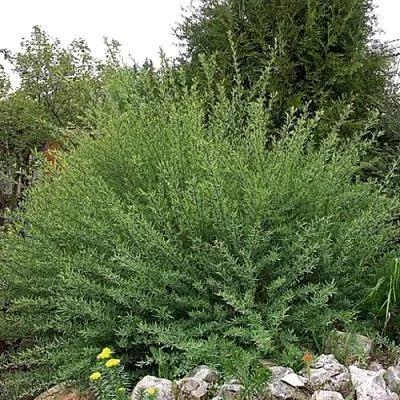 Ива НАНА  пурпурная   Ива НАНА  пурпурная  в Тамбове