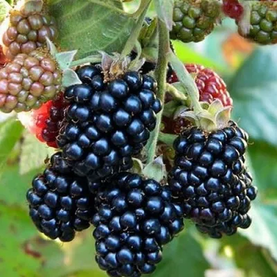 Ежевика ОУАЧИТА бесшипная — описание сорта Ежевика ОУАЧИТА бесшипная в Тамбове