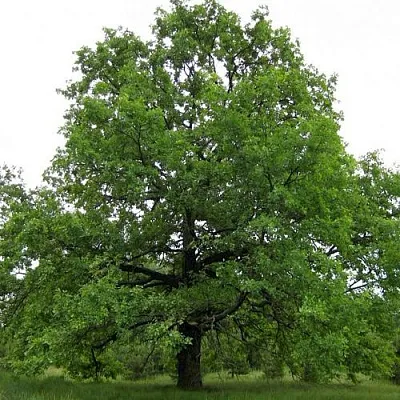 Дуб черешчатый   Дуб черешчатый  в Тамбове