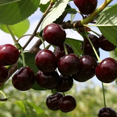 Вишня СВЕРДЛОВЧАНКА степная  Вишня СВЕРДЛОВЧАНКА степная в Тамбове