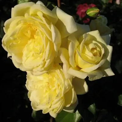 Саженцы роз КАЗИНО плетистая  Саженцы роз КАЗИНО плетистая в Тамбове