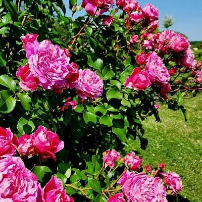 Саженцы роз ИНЕС САСТР плетистая  Саженцы роз ИНЕС САСТР плетистая в Тамбове