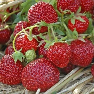 Клубника ЗЕНГА-ЗЕНГАНА  Клубника ЗЕНГА-ЗЕНГАНА в Тамбове