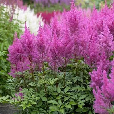 Астильба АМЕТИСТ Арендса в Тамбове