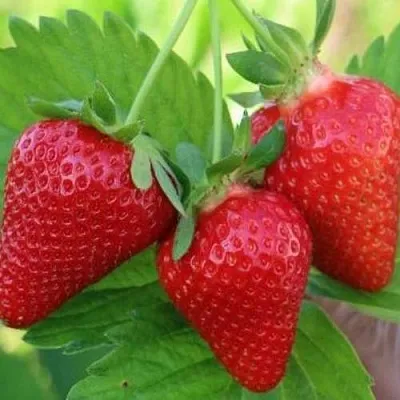 Клубника КЛОДИЯ  Клубника КЛОДИЯ в Тамбове