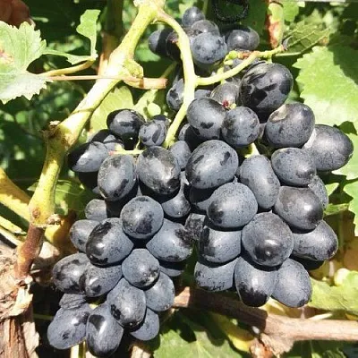 Виноград КИШМИШ АТТИКА  Виноград КИШМИШ АТТИКА в Тамбове