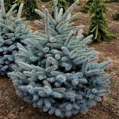 Ель МИСТИ БЛЮ голубая  Ель МИСТИ БЛЮ голубая в Тамбове